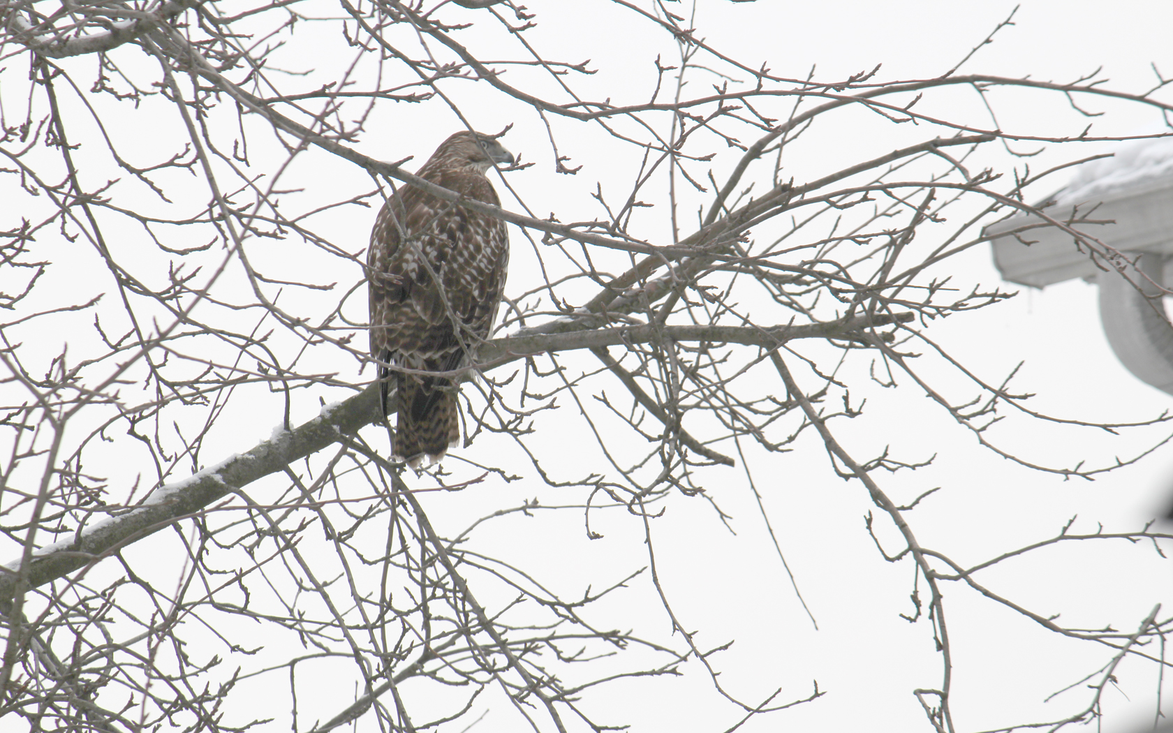 Red Tailed Hawk - Pelham Manor, NY