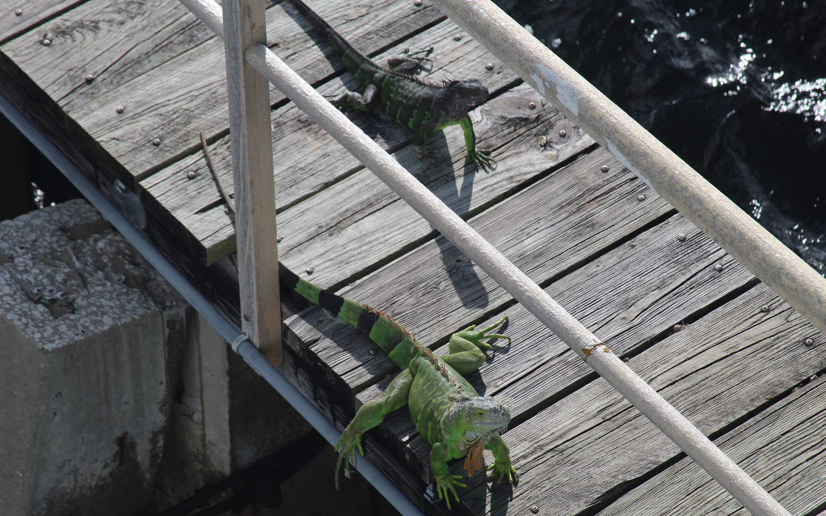 Iguanas on a Pier - Pompano Beach, Florida